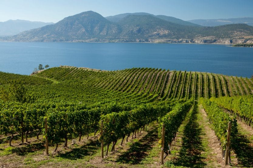 Naramata and Skaha Bench latest sub-GIs approved in B.C. - VITIS